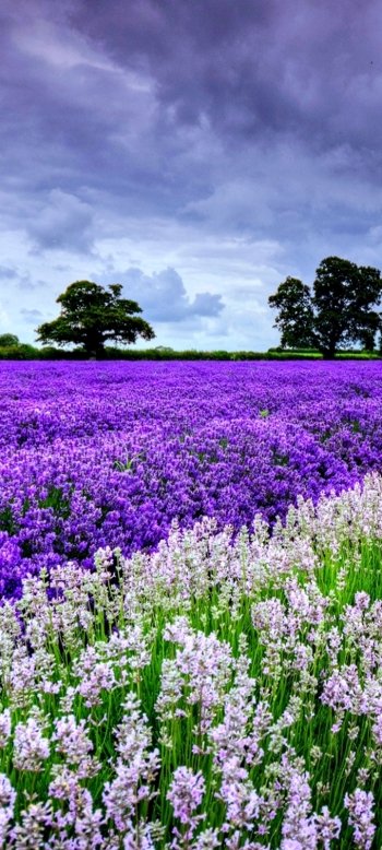  Flowering fields