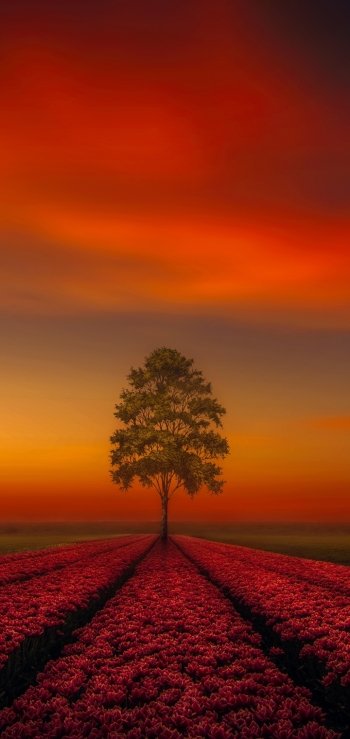 lonely tree pink flower tulip flower horizon orange (Color) nature artistic tree Phone Wallpaper