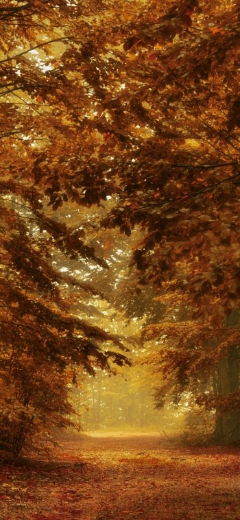  Forest Path in Autumn🍁