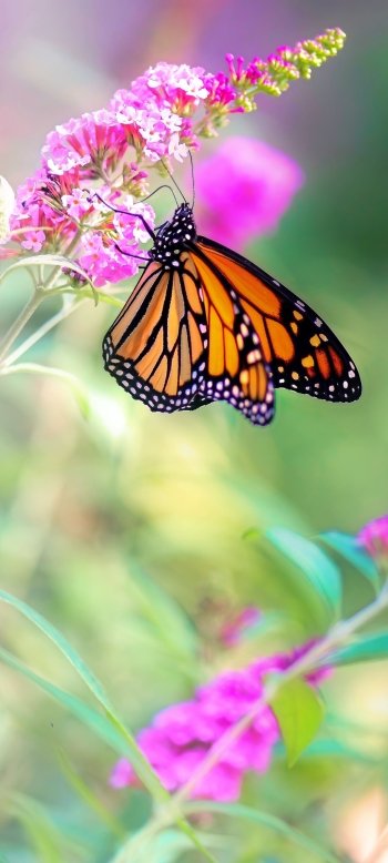 pink hair macro nature flower Animal butterfly Phone Wallpaper