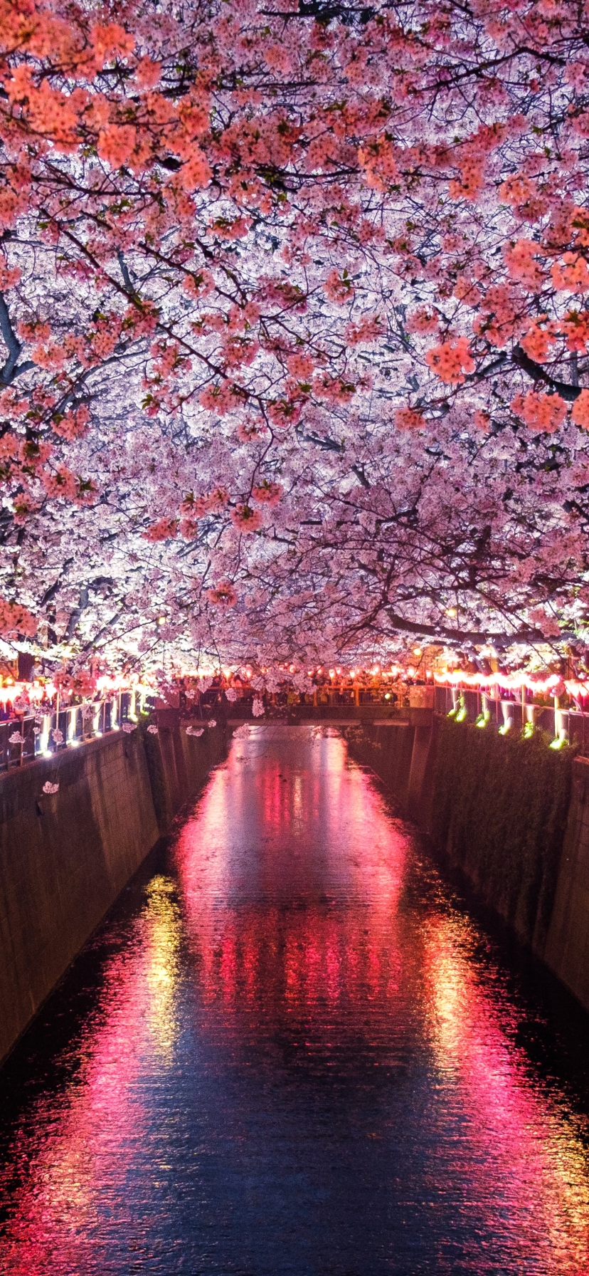 Lighted Cherry Blossom Tunnel