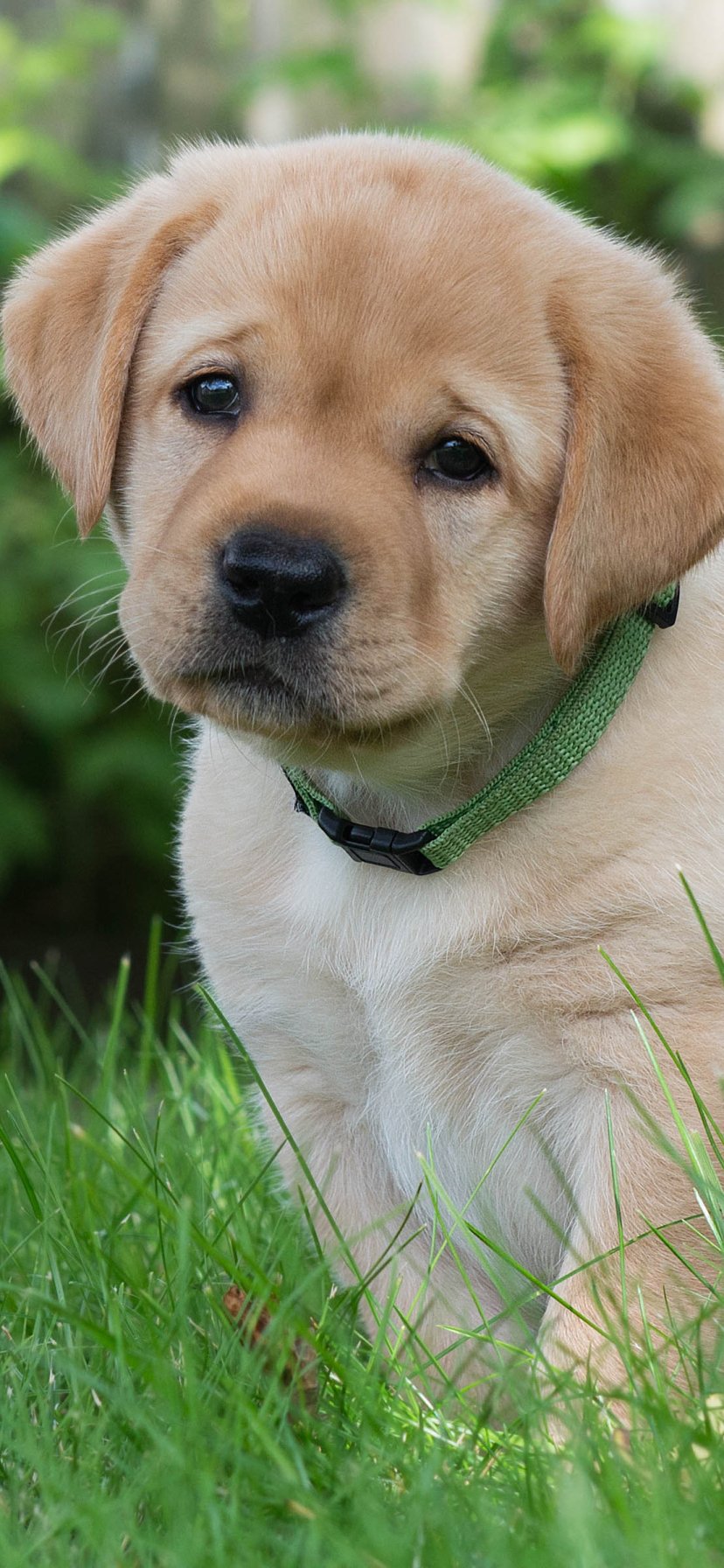 Close-up of a cute golden retriever puppy's muzzle and face with a green collar, sitting in grass. Vertical phone wallpaper.