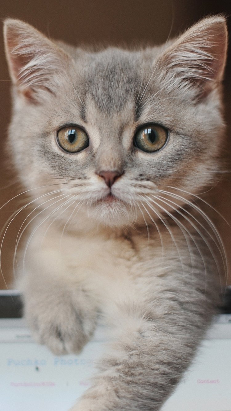 Download Baby Animal Kitten Animal Cat Phone Wallpaper