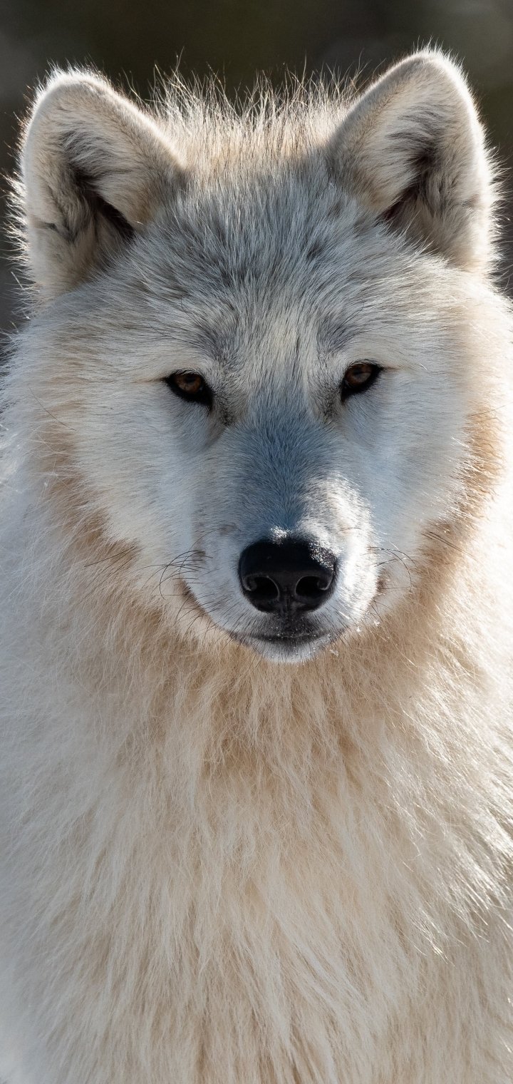 Download Animal Wolf Phone Wallpaper