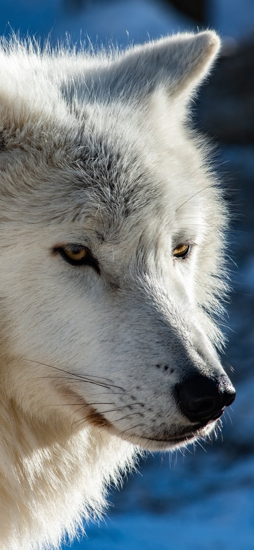 Arctic Wolf Phone Wallpapers