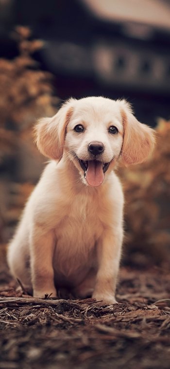golden retriever baby animal dog Animal puppy Phone Wallpaper