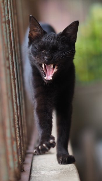 depth of field Animal cat Phone Wallpaper