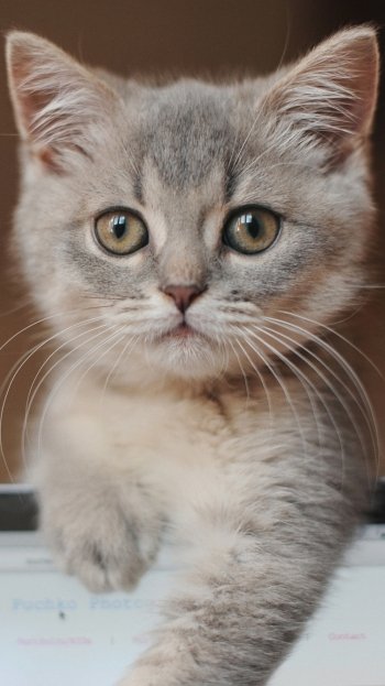 baby animal kitten Animal cat Phone Wallpaper