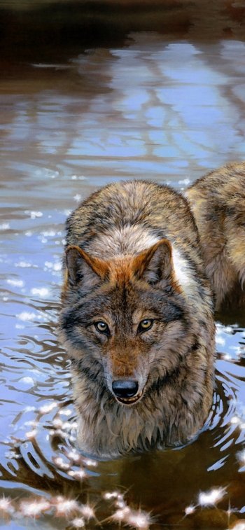  Group of Wolves After a River Adventure