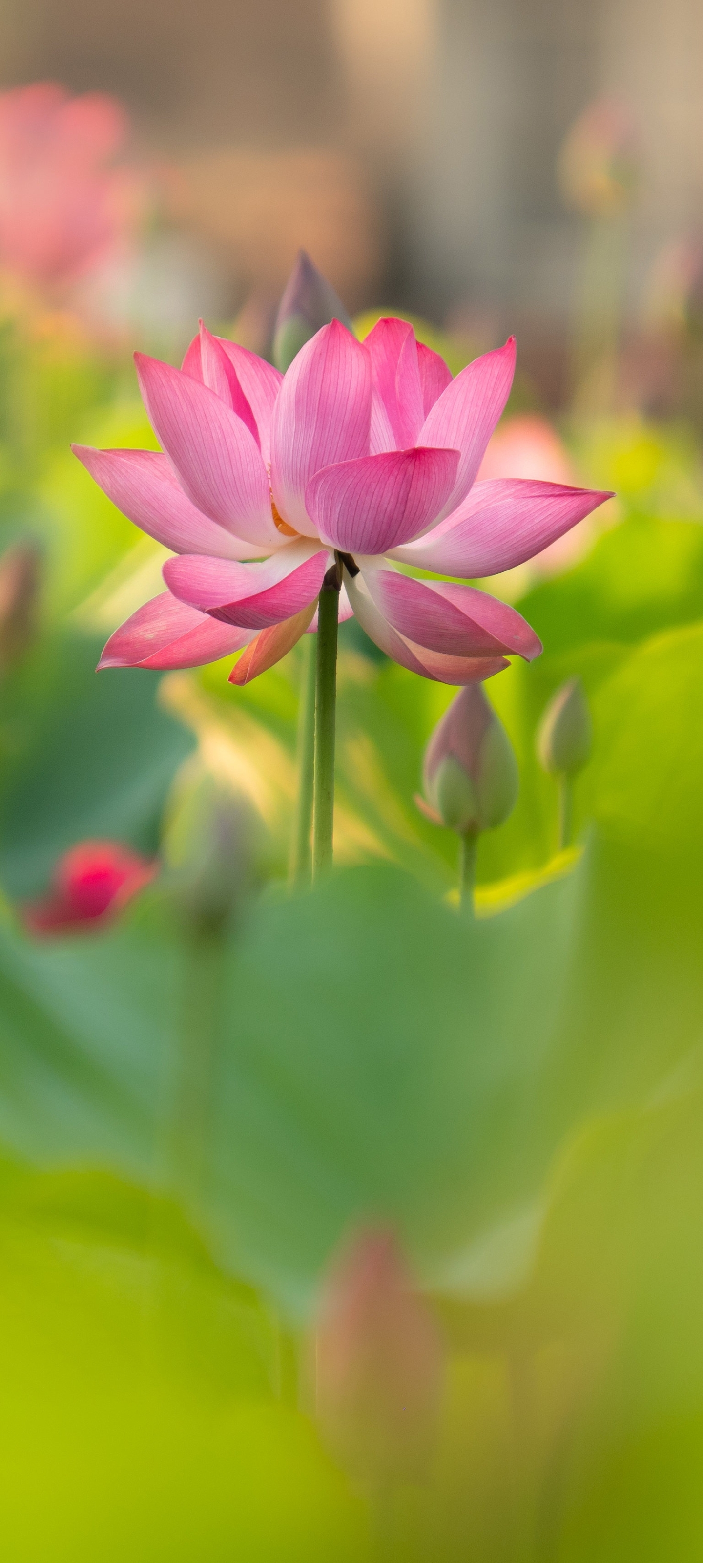 4K Lotus Wallpaper HD:Amazon.ca:Appstore for Android