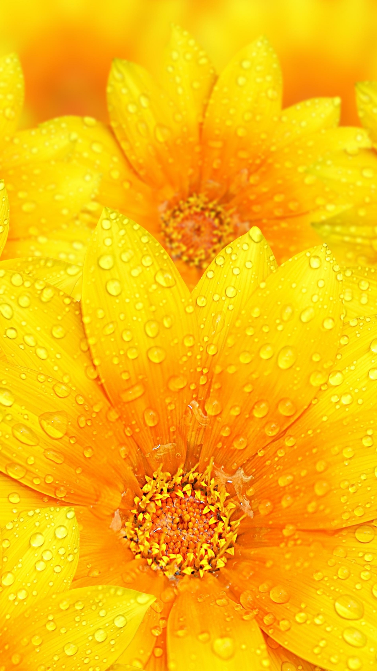 Raindrops on yellow flowers