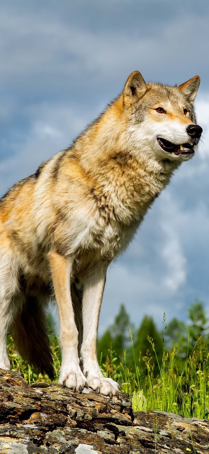 Download Animal Wolfdog Phone Wallpaper