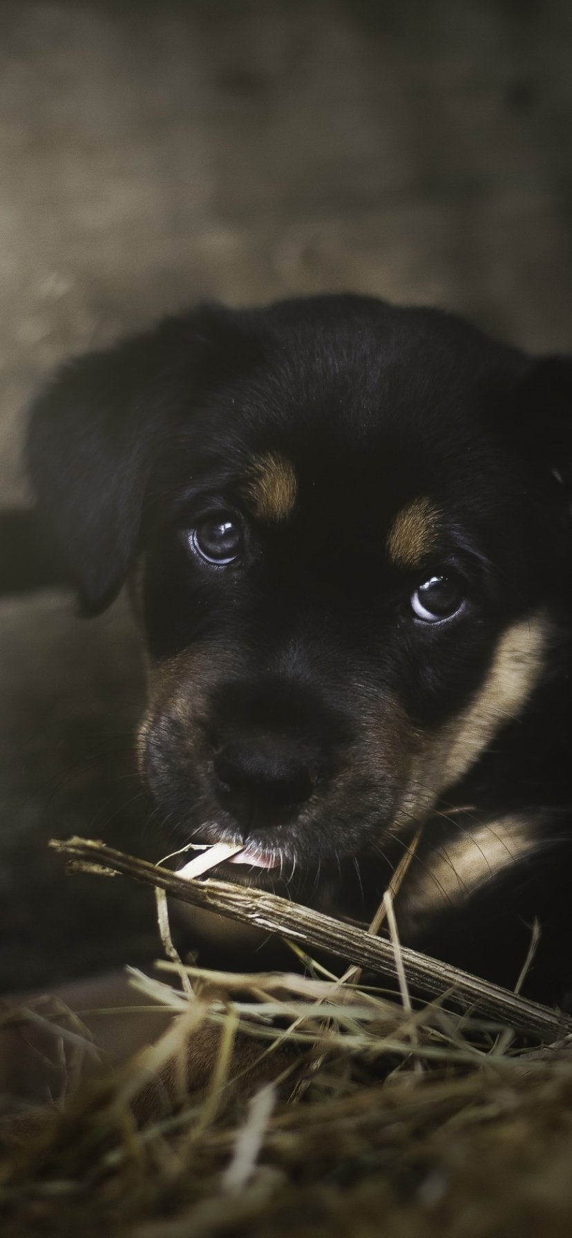 Download Baby Animal Dog Animal Puppy Phone Wallpaper