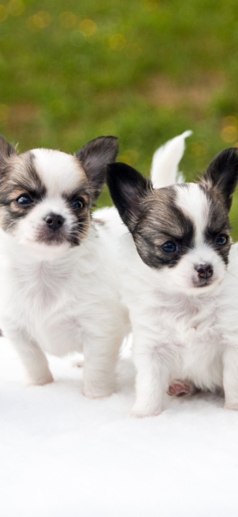 Download Baby Animal Dog Cute Puppy Animal Papillon Phone Wallpaper