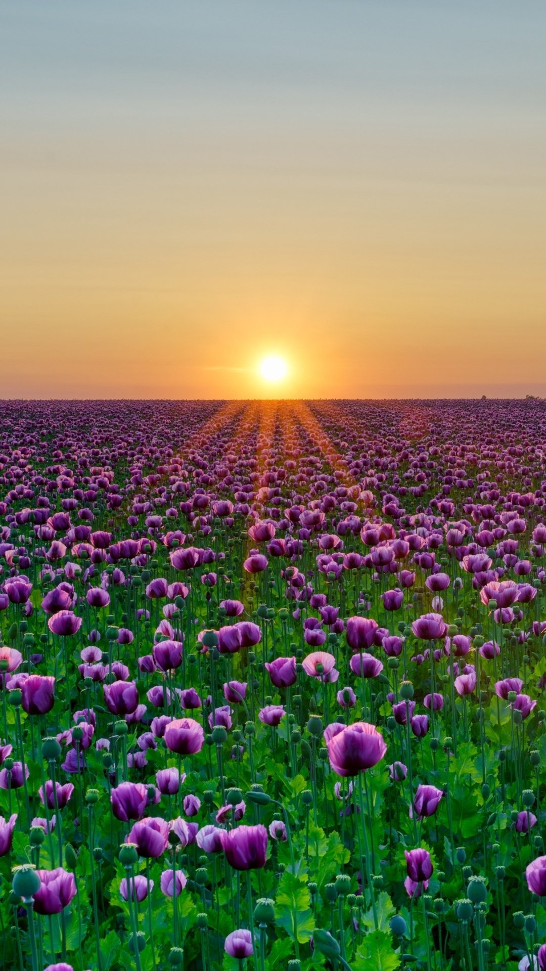 Download Purple Flower Flower Sunset Sun Summer Field Nature Poppy ...