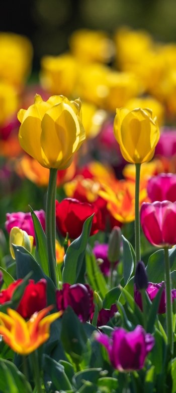 pink flower yellow flower flower nature tulip Phone Wallpaper