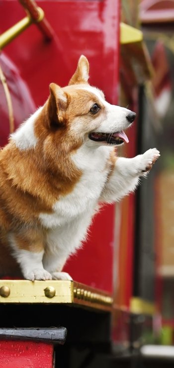 dog Animal corgi Phone Wallpaper