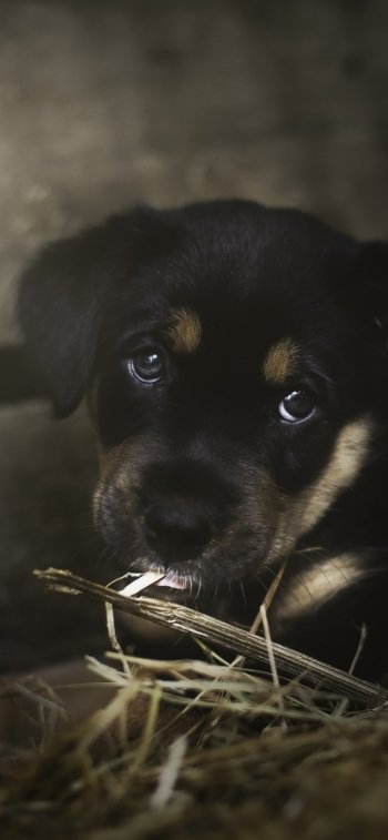 baby animal dog Animal puppy Phone Wallpaper