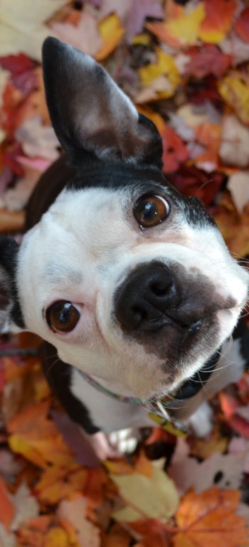 Animal Boston Terrier Phone Wallpaper