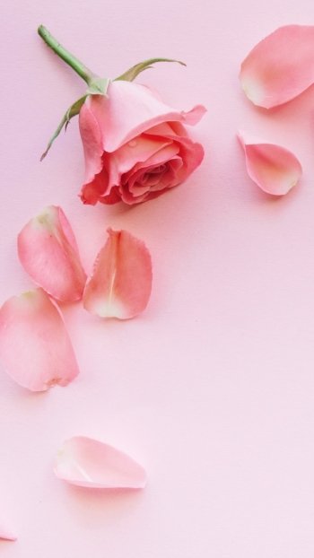 pink petal pink flower rose man made flower Phone Wallpaper