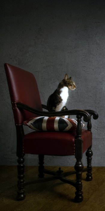 chair Animal cat Phone Wallpaper