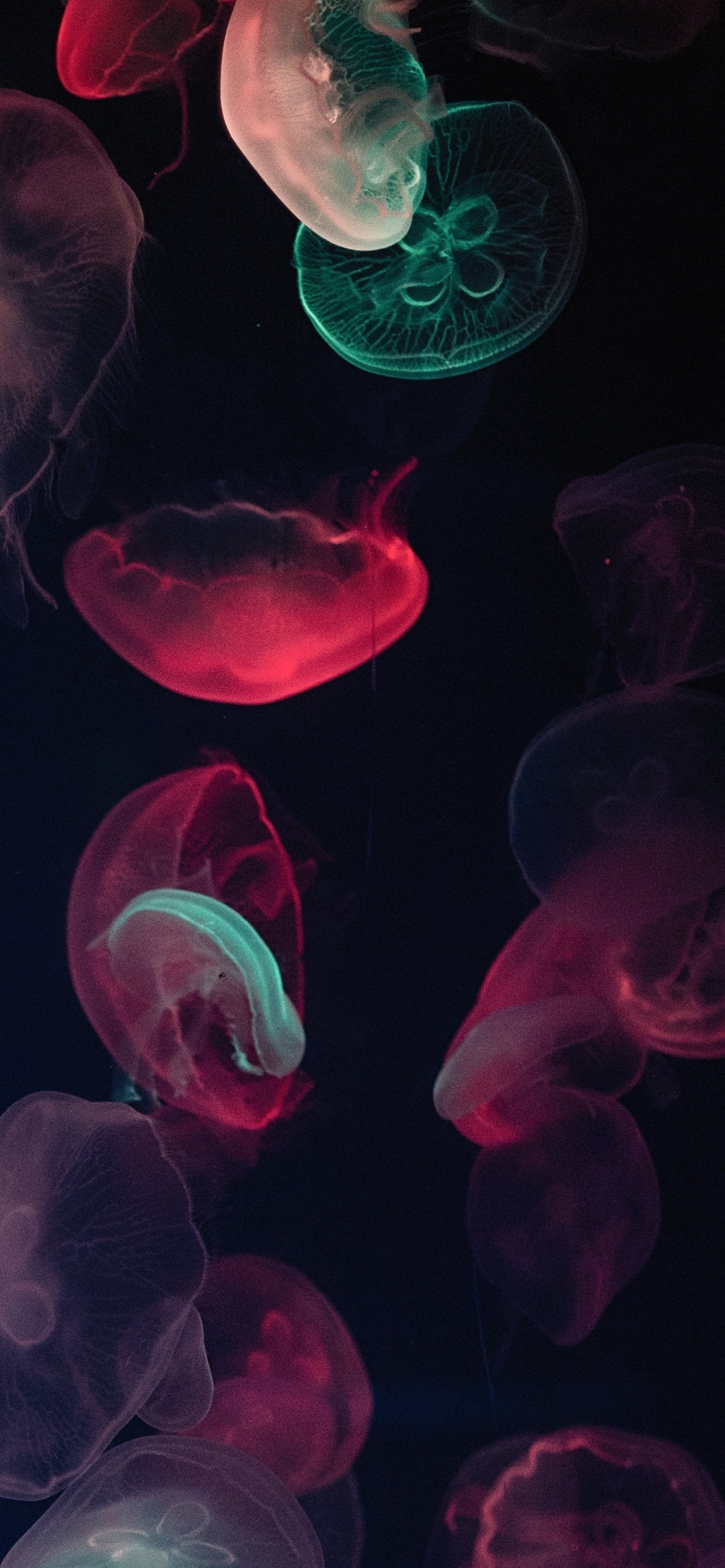 Jellyfish Phone Wallpaper by Vino Li