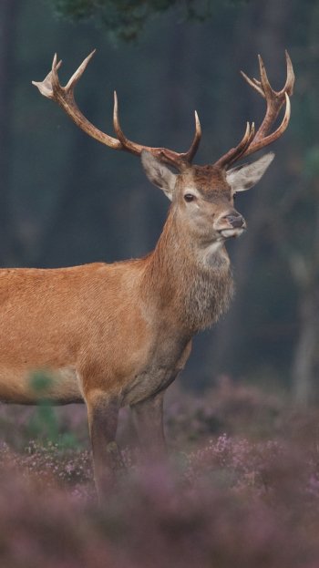 Animal deer Phone Wallpaper