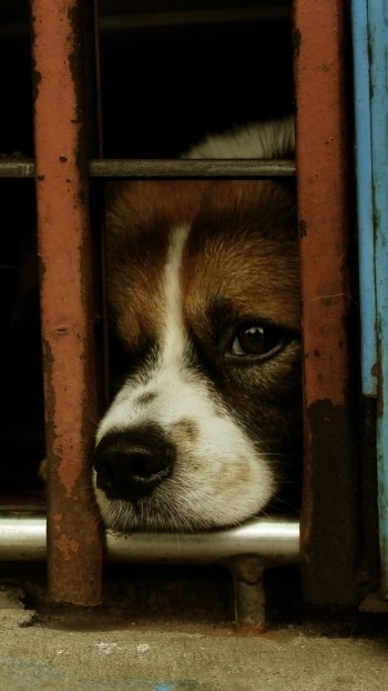  Sad Dog