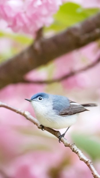 pink flower blossom Animal bird Phone Wallpaper