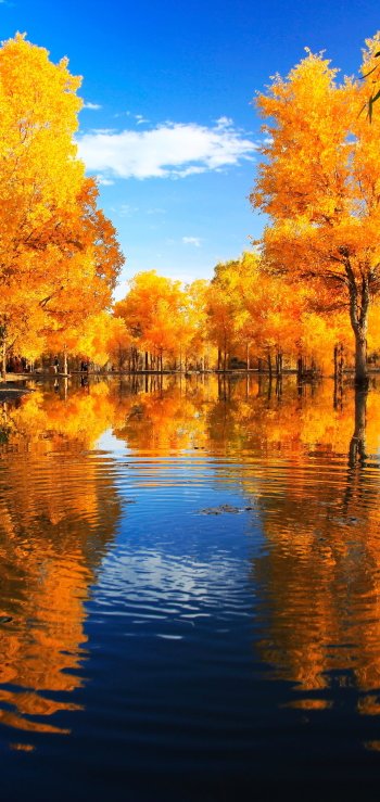 landscape reflection park China photography fall Phone Wallpaper