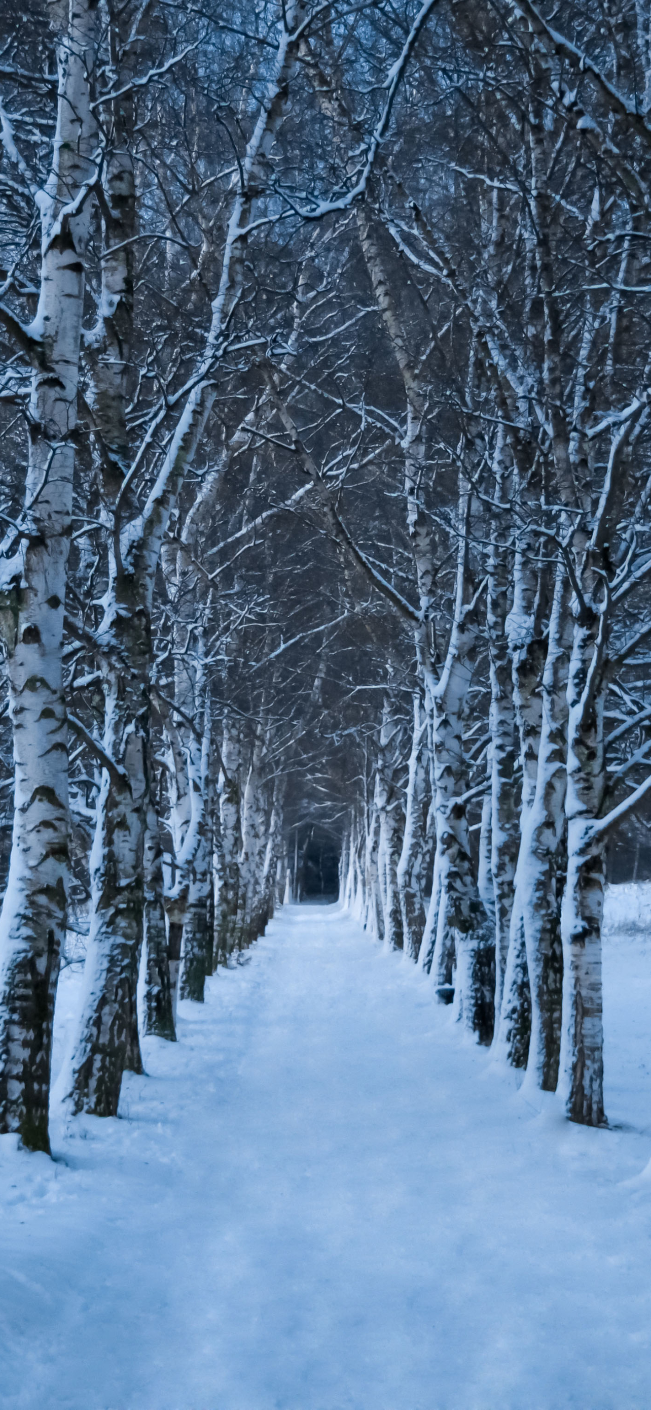 Into the Winter Forest