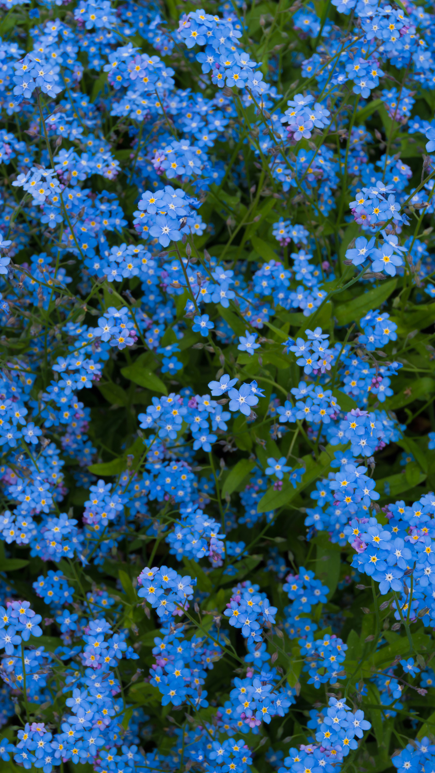 Forget-Me-Not Phone Wallpaper