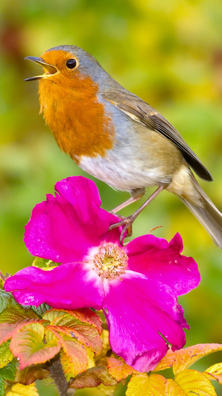 Robin on Flower