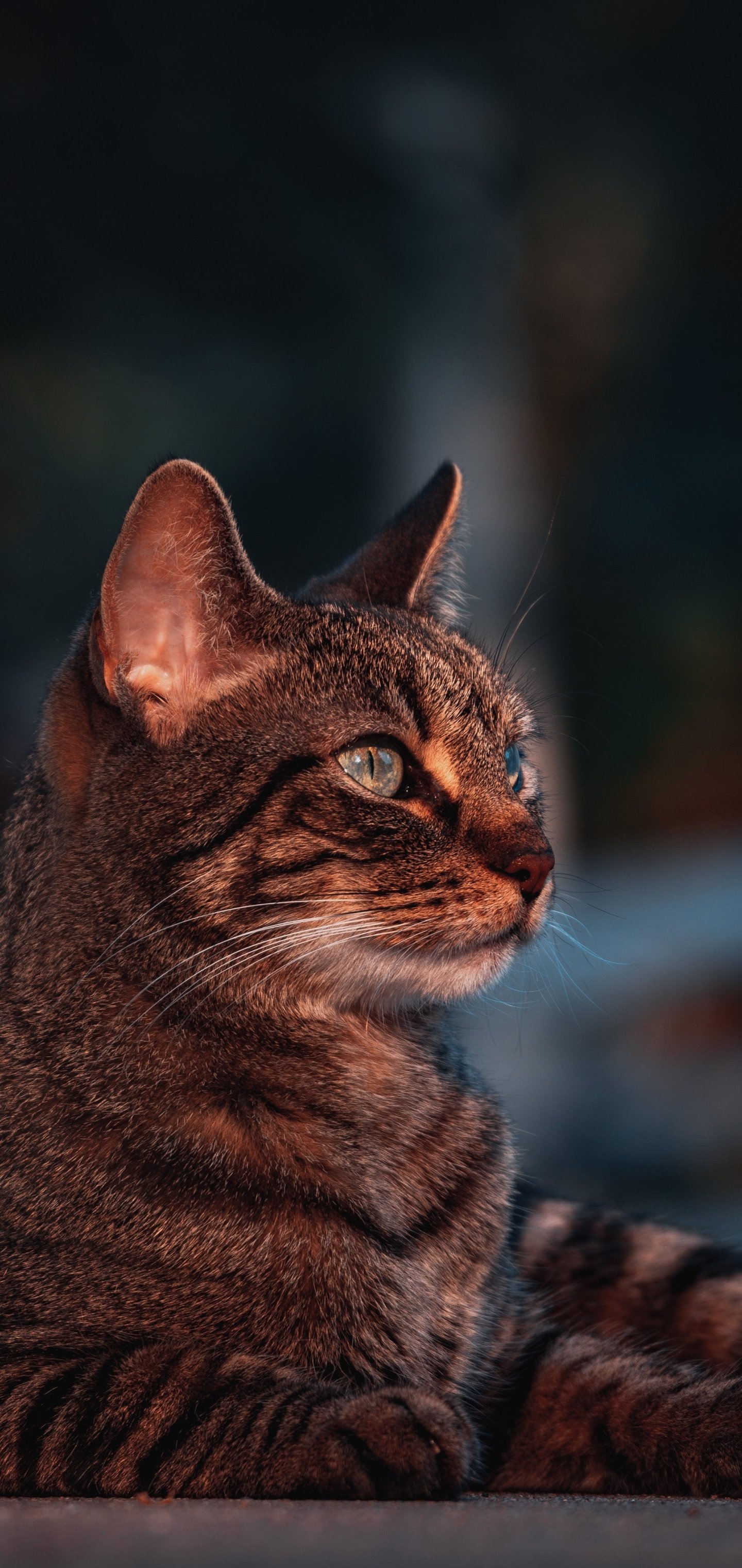 Portrait of a tabby cat (animal) in shallow depth of field, warm light highlighting its profile — vertical phone wallpaper composition.