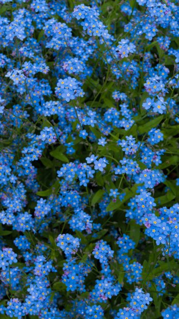 blue flower nature forget-me-not Phone Wallpaper