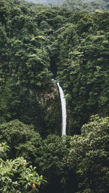 jungle forest nature waterfall Phone Wallpaper