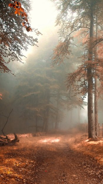  Autumn Forest on Foggy Day