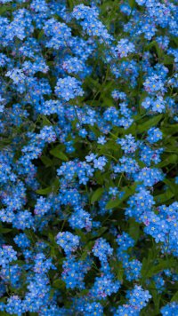 30+ Forget-me-not LG/G5 (1440x2560) Wallpapers - Mobile Abyss