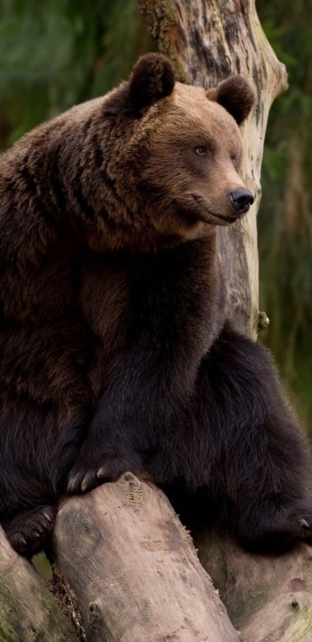 Animal bear Phone Wallpaper