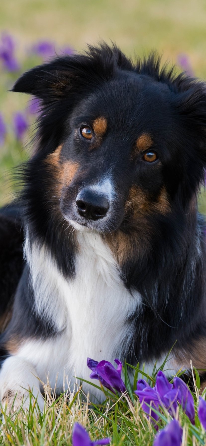 Download Muzzle Dog Animal Border Collie Phone Wallpaper