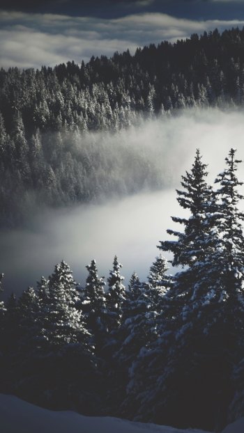 winter forest nature fog Phone Wallpaper