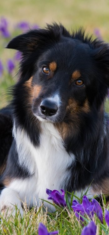 muzzle dog Animal border collie Phone Wallpaper