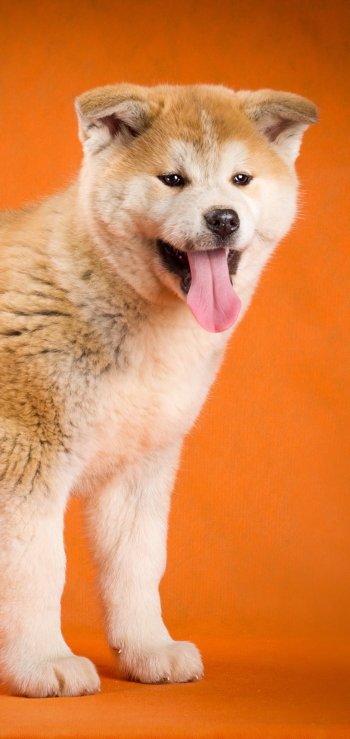 dog Animal akita Phone Wallpaper