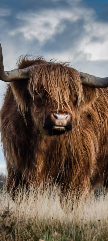 Animal cow Phone Wallpaper