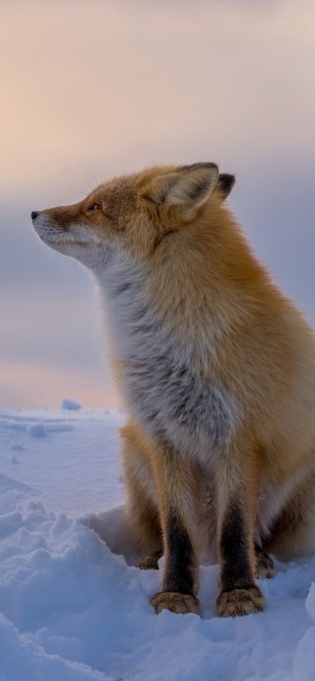 snow winter Animal fox winter animals Phone Wallpaper