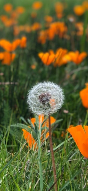 eschscholzia dandelion summer nature flower Phone Wallpaper