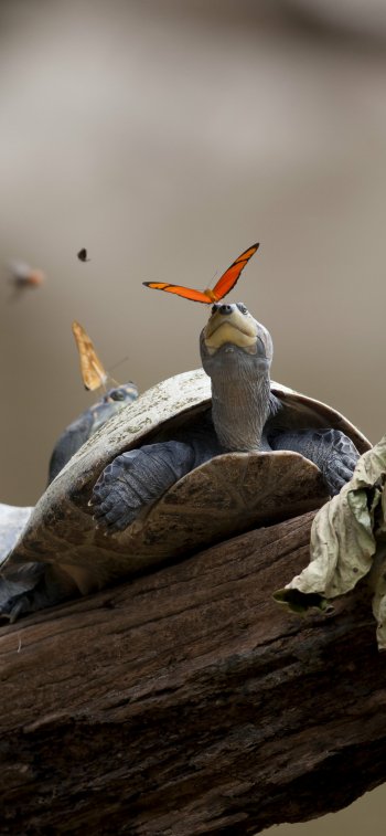 butterfly Animal turtle Phone Wallpaper