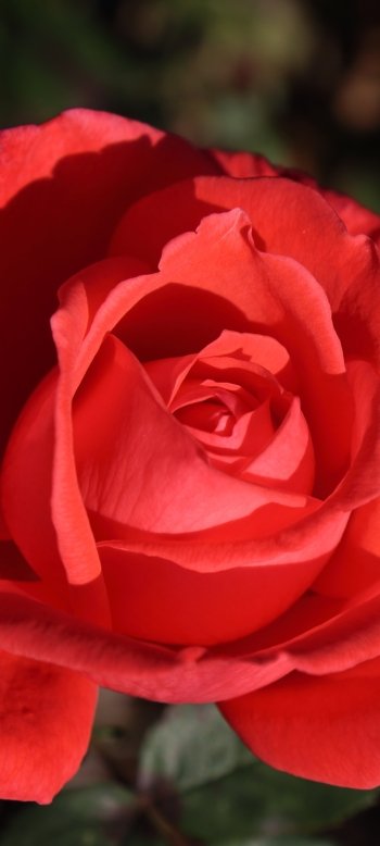 red flower red rose macro nature rose Phone Wallpaper