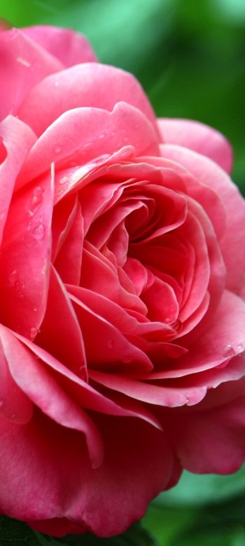 pink rose flower macro nature rose Phone Wallpaper