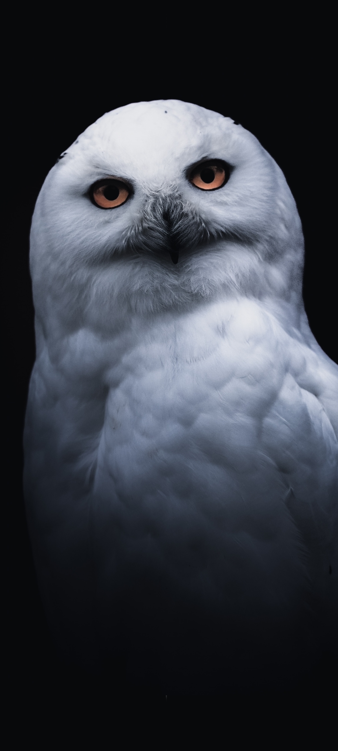 Snowy Owl Phone Wallpaper